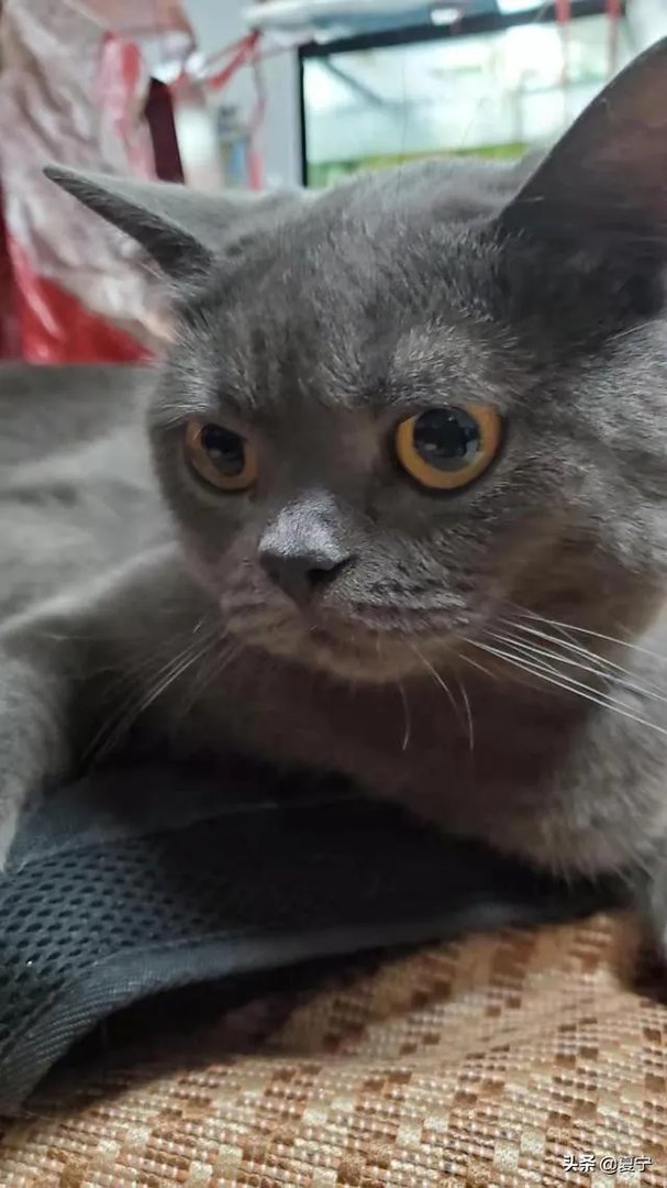 你家的猫做过哪些不可思议的事呢?