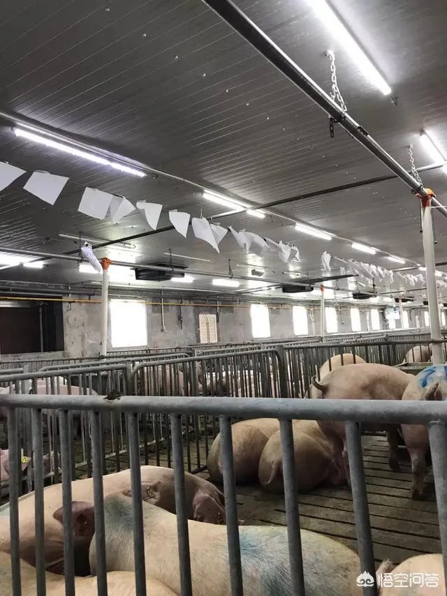 非洲猪瘟对猪价行情的影响有哪些？