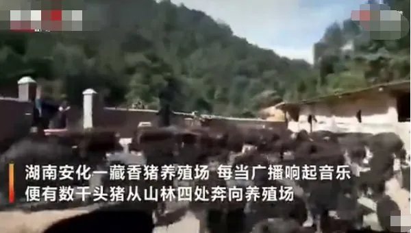 数千头猪听到哪一首歌曲后就会回家吃饭？