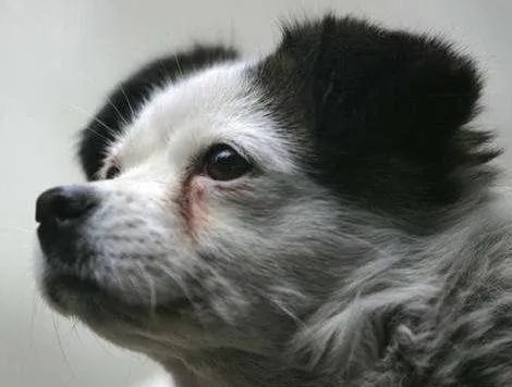 狗狗泪痕怎么解决?