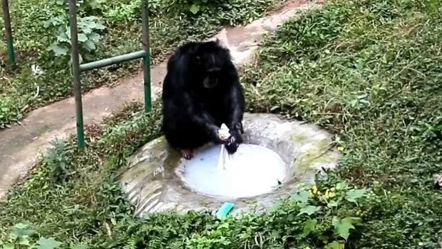 重庆动物园黑猩猩爱洗衣被评为“动物界劳模”，它的手法有多娴熟？