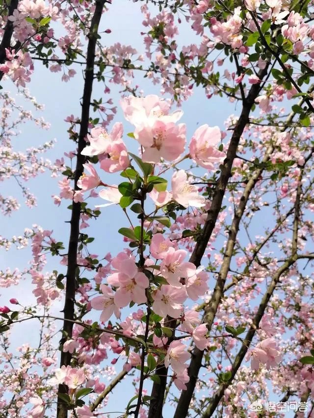 为何有些人喜欢去澳洲旅游?