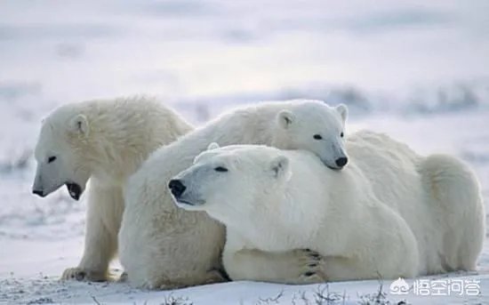 老虎和北极熊，谁更厉害？