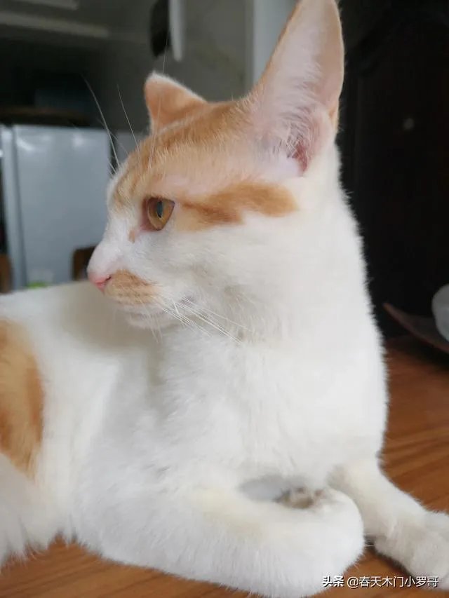 这次疫情最终感染人数会是多少？上半年能结束吗？