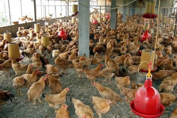 澳大利亚爆发H7N7病毒,已有多少禽类感染?