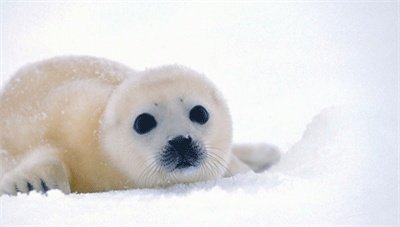 英语陪同翻译价格