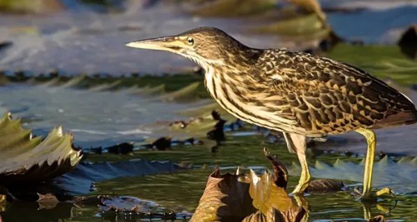 小鸟遇人僵直脖子伪装枯草,这只小鸟是什么品种?