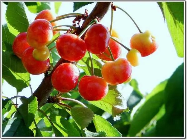 樱桃属的介绍