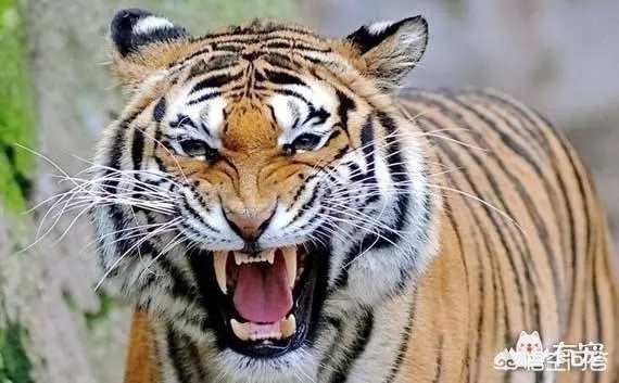 老虎和北极熊，谁更厉害？