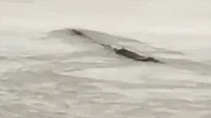 前几天出现的“三峡水怪”是什么,会是未知的生物吗?