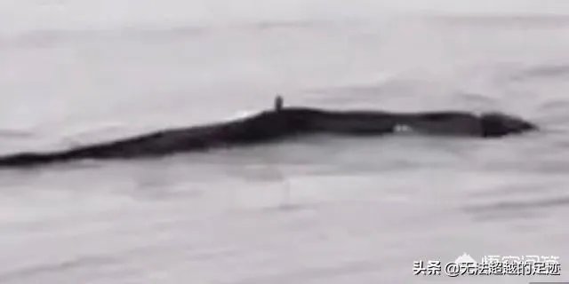 前几天出现的“三峡水怪”是什么,会是未知的生物吗?