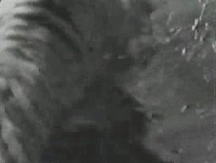 老虎和北极熊，谁更厉害？