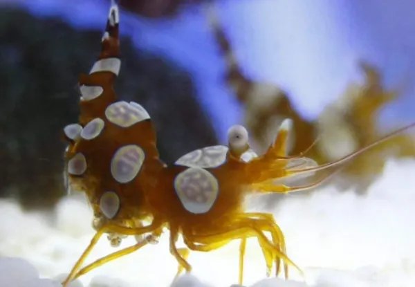 世界上十大罕见动物