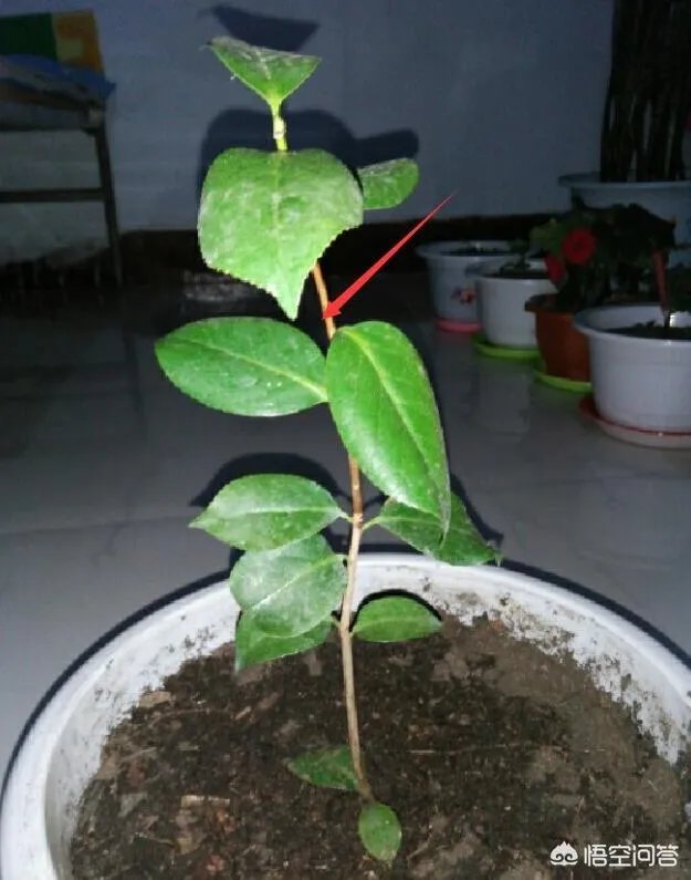 两年的小苗茶花怎么剪枝?