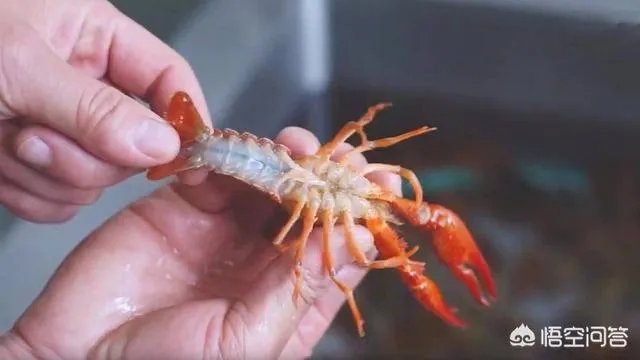 怎样才能吃到最优质的小龙虾？