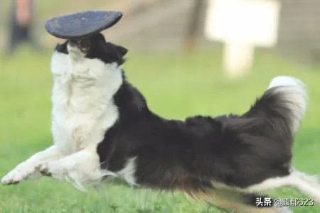 边境牧羊犬如何训练？