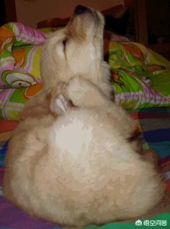 狗狗泪痕怎么解决?