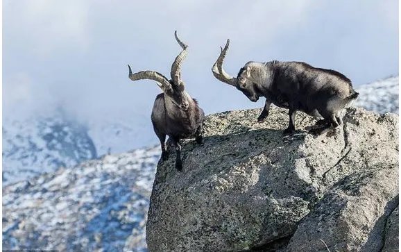 两只山羊悬崖边搏斗输者会被迫怎么做?