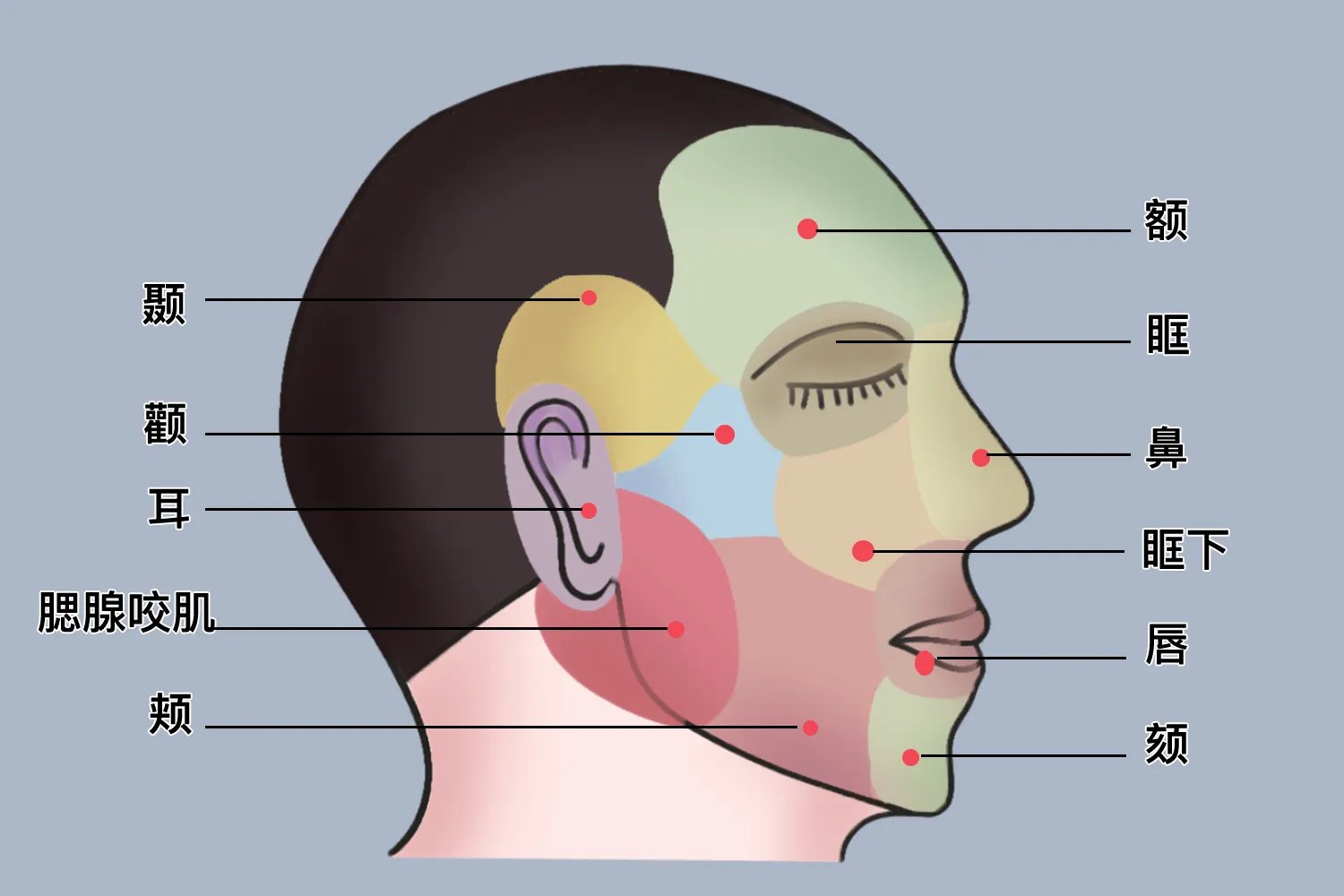 脸部各个部位名称叫什么