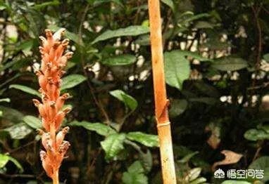 人工栽培天麻有哪些技术要求？人工的有哪些特点？