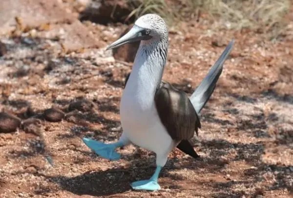 世界上十大罕见动物