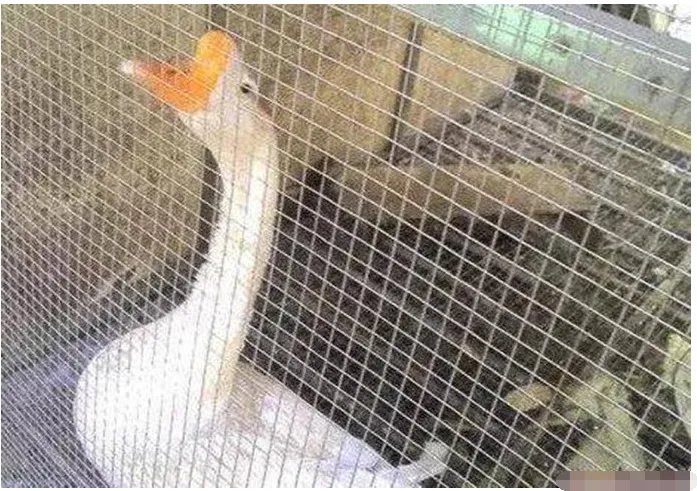 婆媳争吵中男子跳河结果如何？