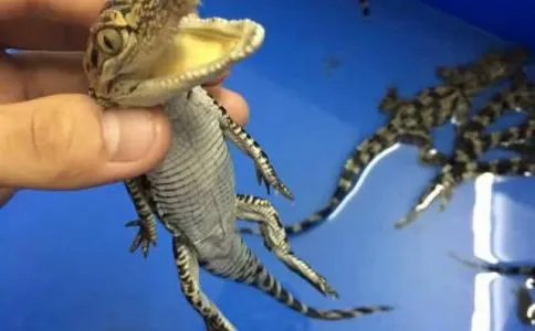 兽神演武4 8（10年前的“秋季动画”有哪些？）