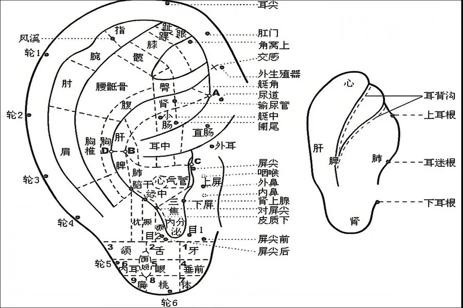 耳朵后面的经络图