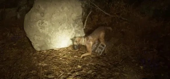 《布莱尔女巫》结局有哪些？游戏结局解析一览