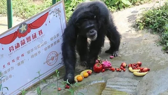 重庆动物园黑猩猩爱洗衣被评为“动物界劳模”，它的手法有多娴熟？