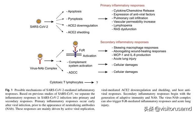 美国新冠肺炎死亡人数已经超5万人，有没有人能分析一下这些死亡人员的结构？