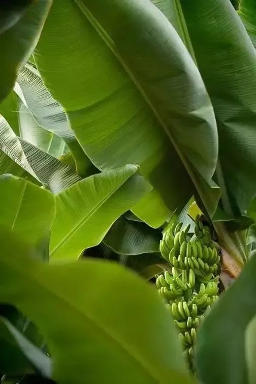 【面料】据说今年秋天流行把植物穿上身,印花届三大“新晋网红”来了!