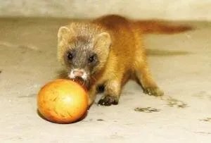 黄鼠狼为什么要拜月?