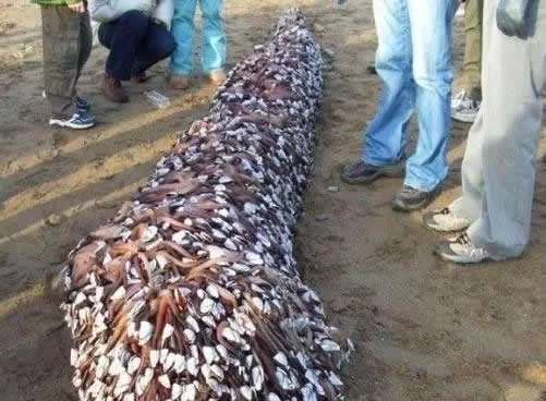 小伙海滨发现海滨一浮木 看到后直哆嗦（组图）