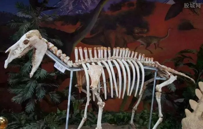 恐龙化石多少钱 最高竟可卖1000万?