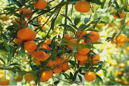 中国十大柑橘之乡是哪里