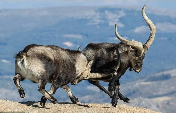 两只山羊悬崖边搏斗输者会被迫怎么做?