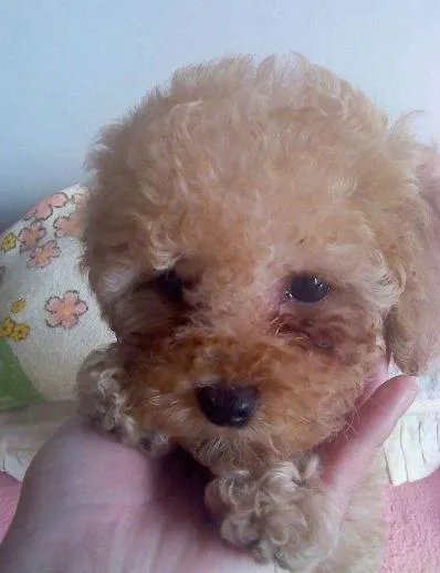 狗狗泪痕怎么解决?