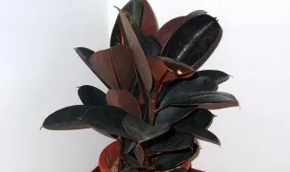 黑金刚的养殖方法移栽 如何养殖黑金刚