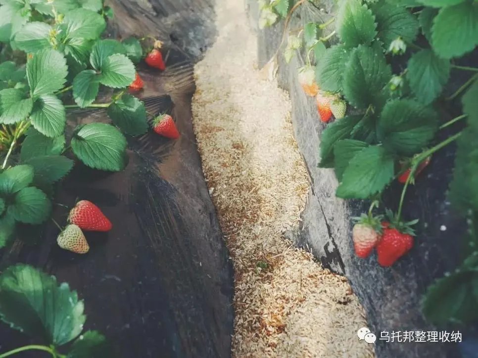 『原创』自己摘,自己动手做美味果汁!有独家秘方!