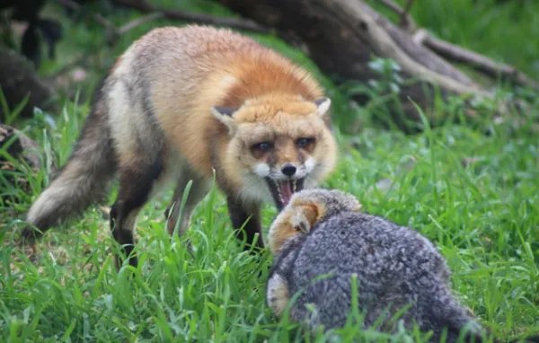 稀缺红狐为什么偏偏在大兴安岭出没,而不是其他地方?