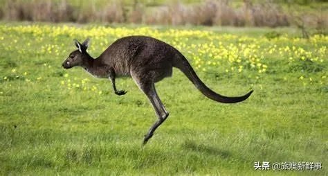 为何有些人喜欢去澳洲旅游?