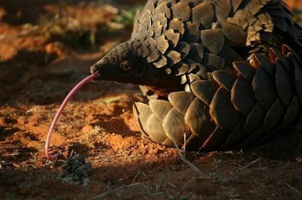 穿山甲从药典中除名，药用功效可被替代吗？