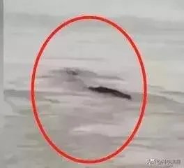 前几天出现的“三峡水怪”是什么,会是未知的生物吗?