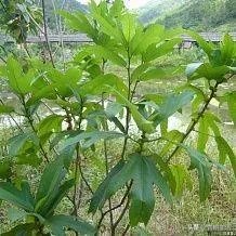 适合南方种植的懒人药材有哪些？