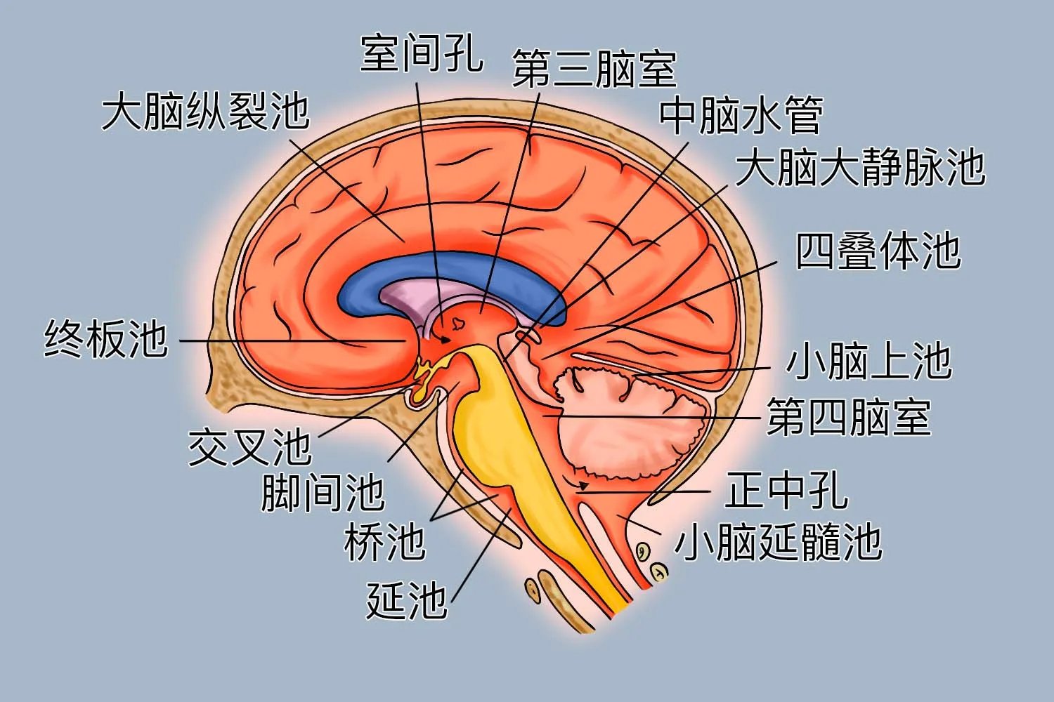 脑池部位及图解