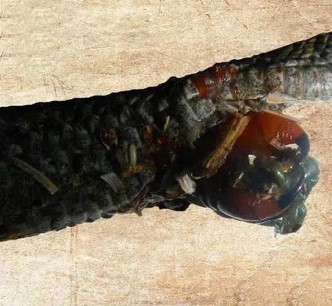 巨型蜈蚣遭毒蛇吞噬后同归于尽(组图)