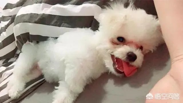 狗狗泪痕怎么解决?