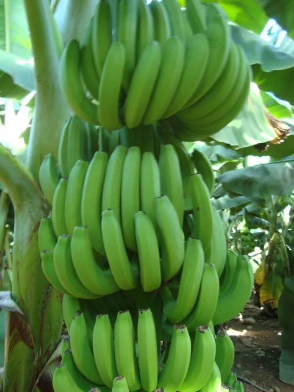 何处游客偷香蕉遭殴打？