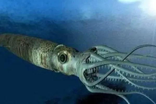 十大最大的海洋生物排名,第一是蓝鲸,虎鲸上榜